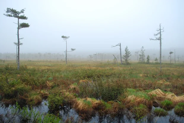 Morgonstämmning på en myr