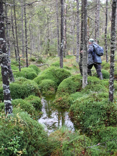 Person som vandrar på en fuktig mosse