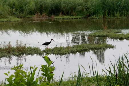 Svart stork på en våtmark