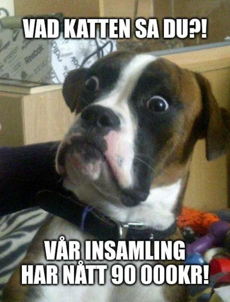 Hund med stora ögon och texten "Vad katten sa du?! Vår insamling har nått 90 000 kr!