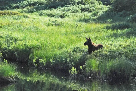 Ung älg på en våtmark